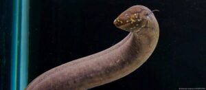 Pez de América del Sur tiene el genoma más extenso del reino animal