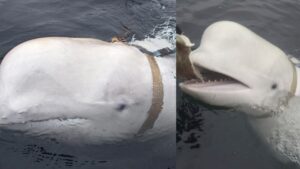 La beluga supuesta “espía rusa” fue asesinada a tiros en Noruega