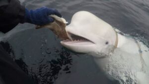 Beluga considerada un “espía ruso” fue encontrada muerta en aguas noruegas