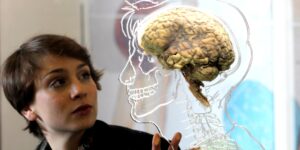 Investigadores intentan rejuvenecer cerebros utilizando tejido cultivado en laboratorio