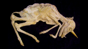 Hallazgo extraordinario: encuentran el fósil de un unicornio en Kazajistán