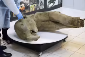 Hallan en Siberia un mamut bebé de 50,000 años con un asombroso nivel de conservación