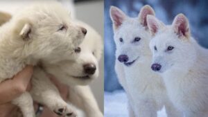 Histórico: El “lobo terrible” resucita después de 12 mil años de extinción 