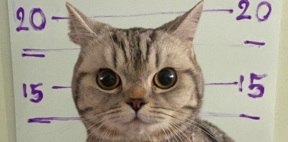 morder y arañar a un agente