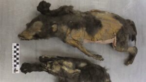 Estudio revela que cachorras momificadas de 14.000 años no eran perros domesticados