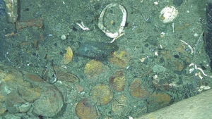 Descubrimiento submarino vincula tesoro hallado al galeón San José, hundido en 1708