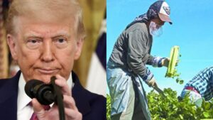 Trump pausará las redadas migratorias tras admitir la escasez de trabajadores inmigrantes 
