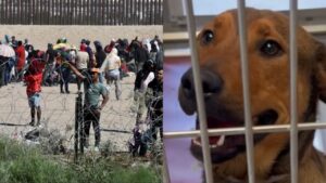 Refugios de mascotas están al límite por las deportaciones masivas de Trump: “Me rompe el corazón” 