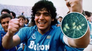 Descubren caracol marino en Argentina nombrado en honor a Maradona