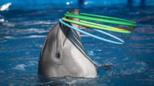 México prohíbe espectáculos con animales marinos en cautiverio