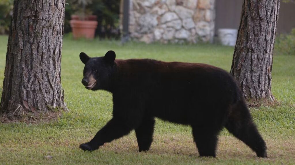 oso negro