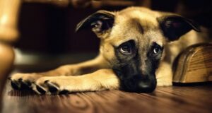 La soledad en los perros preocupa a especialistas: en Suecia está prohibido dejarlos solos más de seis horas  
