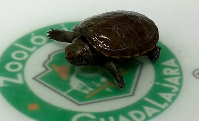 tortuga