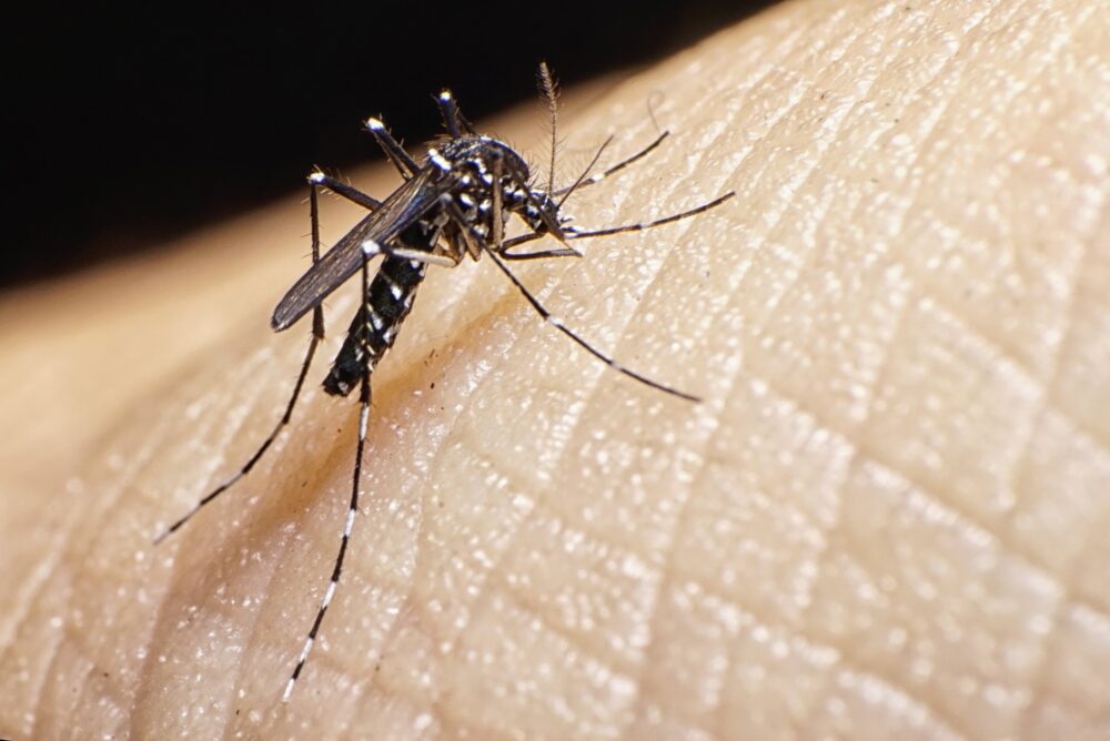 mosquito