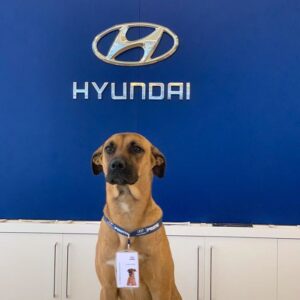 Perro callejero es nombrado “Empleado del Mes” en Hyundai Brasil