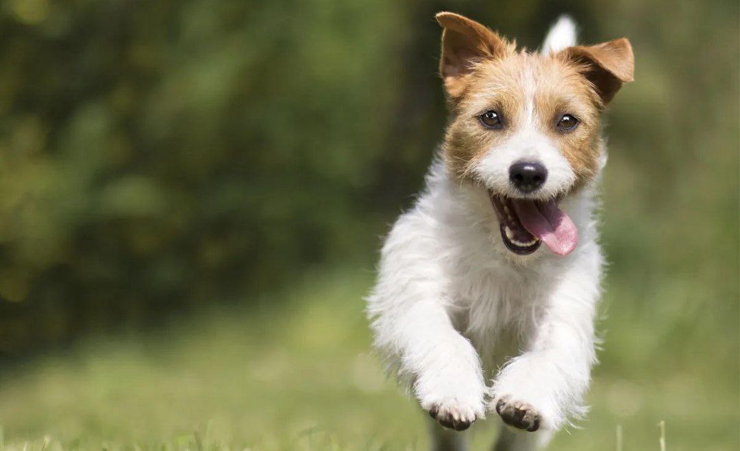 Los perros saltan de alegría al verte por lazos emocionales similares a los bebés y los padres 