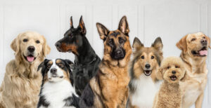 Crean app para rescatar mascotas en peligro o extraviadas