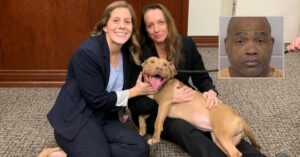 Hombre recibe 475 años de cárcel por maltrato a 100 pitbulls