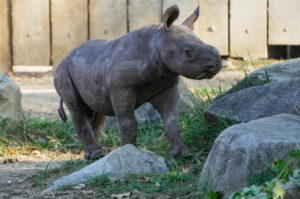 Bebé rinoceronte negro en peligro crítico hace su primera aparición en el zoológico de Cleveland