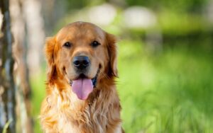 Farmacéutica avanza en el desarrollo del primer fármaco contra el envejecimiento en perros