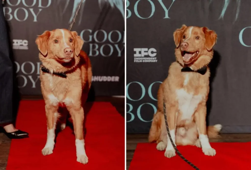 INDY perro