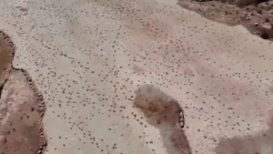 Bolivia anuncia el mayor hallazgo de huellas de dinosaurios del siglo