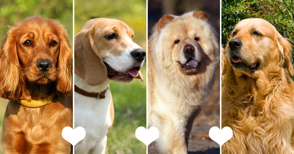 perros