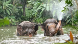 Bali Zoo deja atrás los paseos en elefante y apuesta por bienestar animal y educación en 2026.