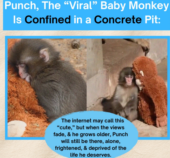 PETA demanda traslado de macaco viral a un santuario por presunto daño emocional