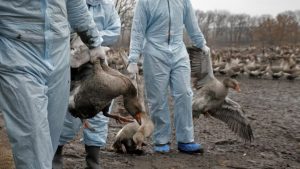 Detectan primer caso de gripe aviar en humanos 