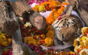 Collarwali, la tigresa que impulsó la conservación en India