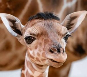 Jirafa bebé se vuelve viral por su peculiar mechón de pelo