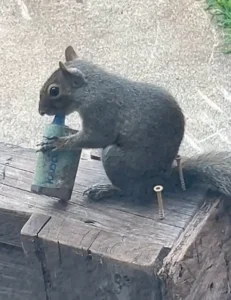 Ardillas manipulan dispositivos de vapeo en Londres y alertan sobre riesgos para la fauna