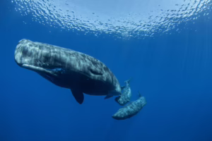 Ballenas revelan un sistema de comunicación similar al lenguaje humano