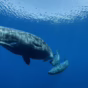 Ballenas revelan un sistema de comunicación similar al lenguaje humano
