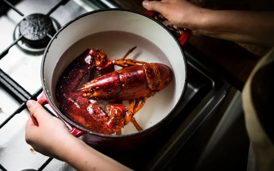 Estudio científico concluye que las langostas sienten dolor y reabre debate sobre su preparación culinaria