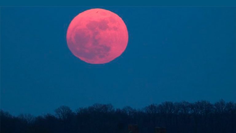 A large, bright reddish-pink full moon against a deep blue sky, with a dark silhouette of trees at the bottom.