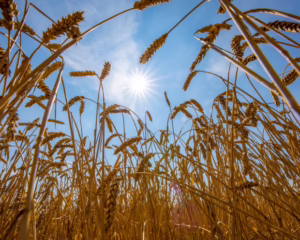El calor extremo pone en riesgo la seguridad alimentaria mundial, advierte la ONU