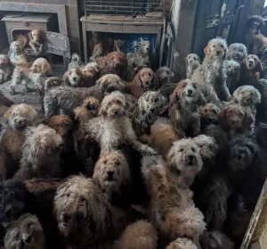 Rescatan más de 250 perros hacinados en una vivienda en Reino Unido