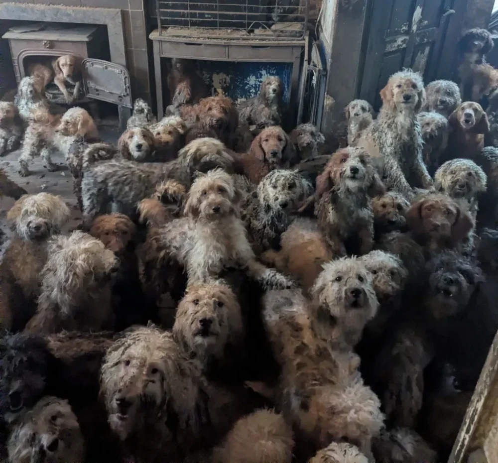 perros