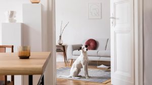 Suecia endurece leyes: cárcel y multas por dejar solo a tu perro