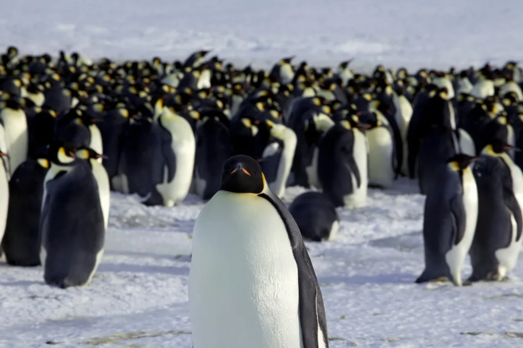 Emperor penguin