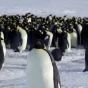 Pingüino emperador pasa a la lista de especies en peligro por el cambio climático