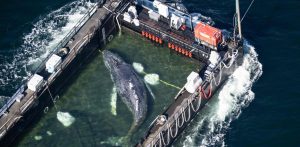 Muere Timmy, la ballena rescatada por más de un millón de dólares 