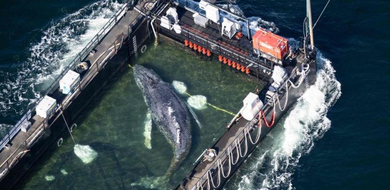 ballena