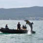 La historia de los delfines militares vuelve a generar polémica tras rumores sobre Irán