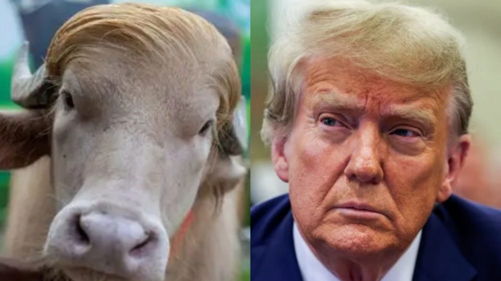 trump,
