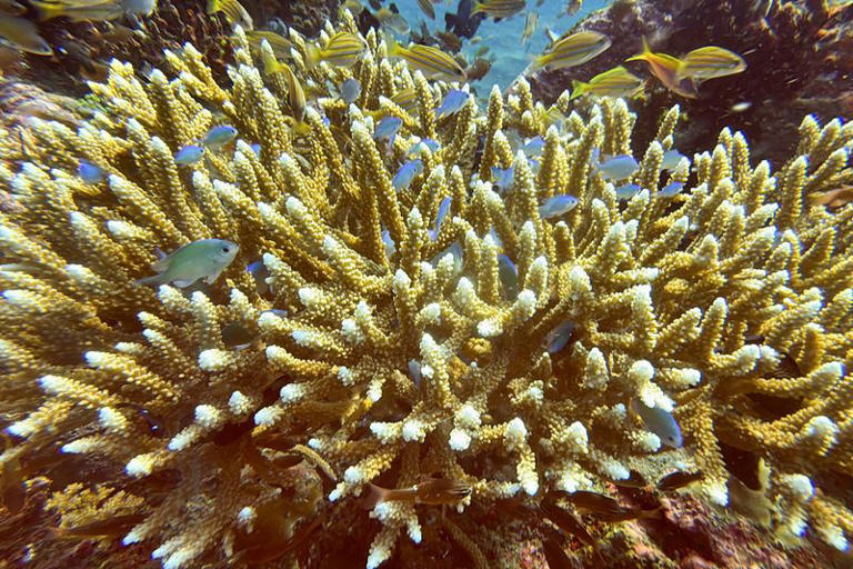 coral