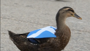 Un pato escocés desafía la popularidad de Merlín en el Mundial