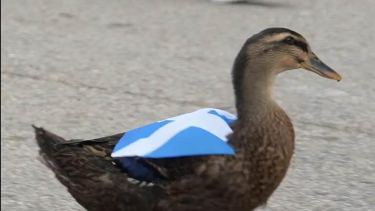 pato merlin mundial